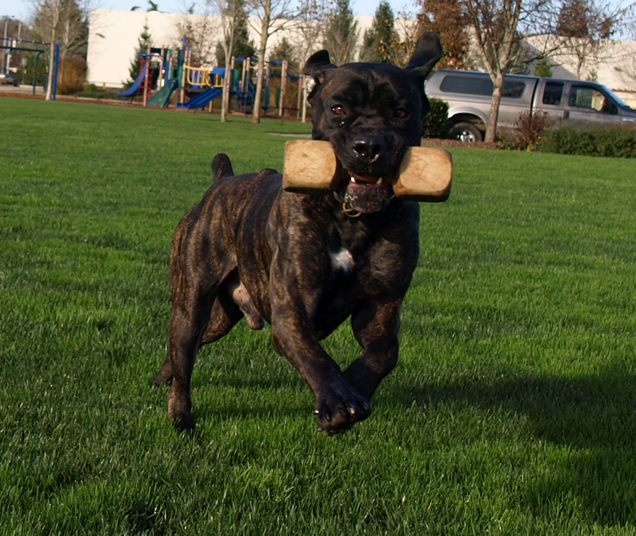IMK9 Cane Corso Sniper