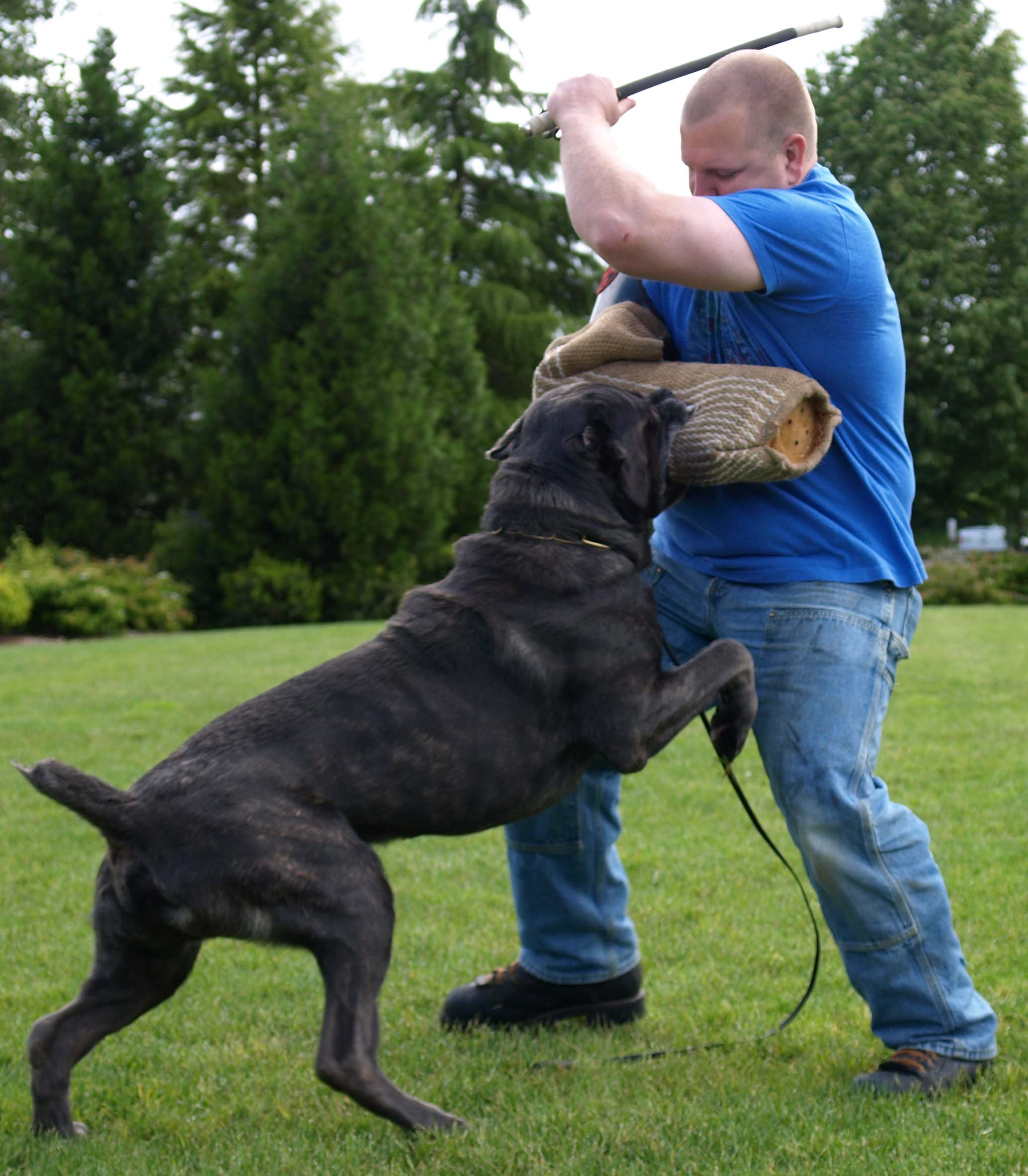 IMK9 Cane Corso Soldier